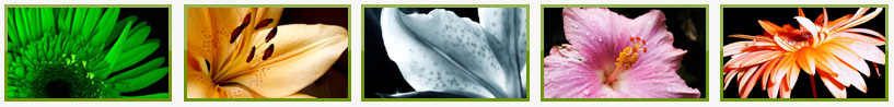 konzeptblumen